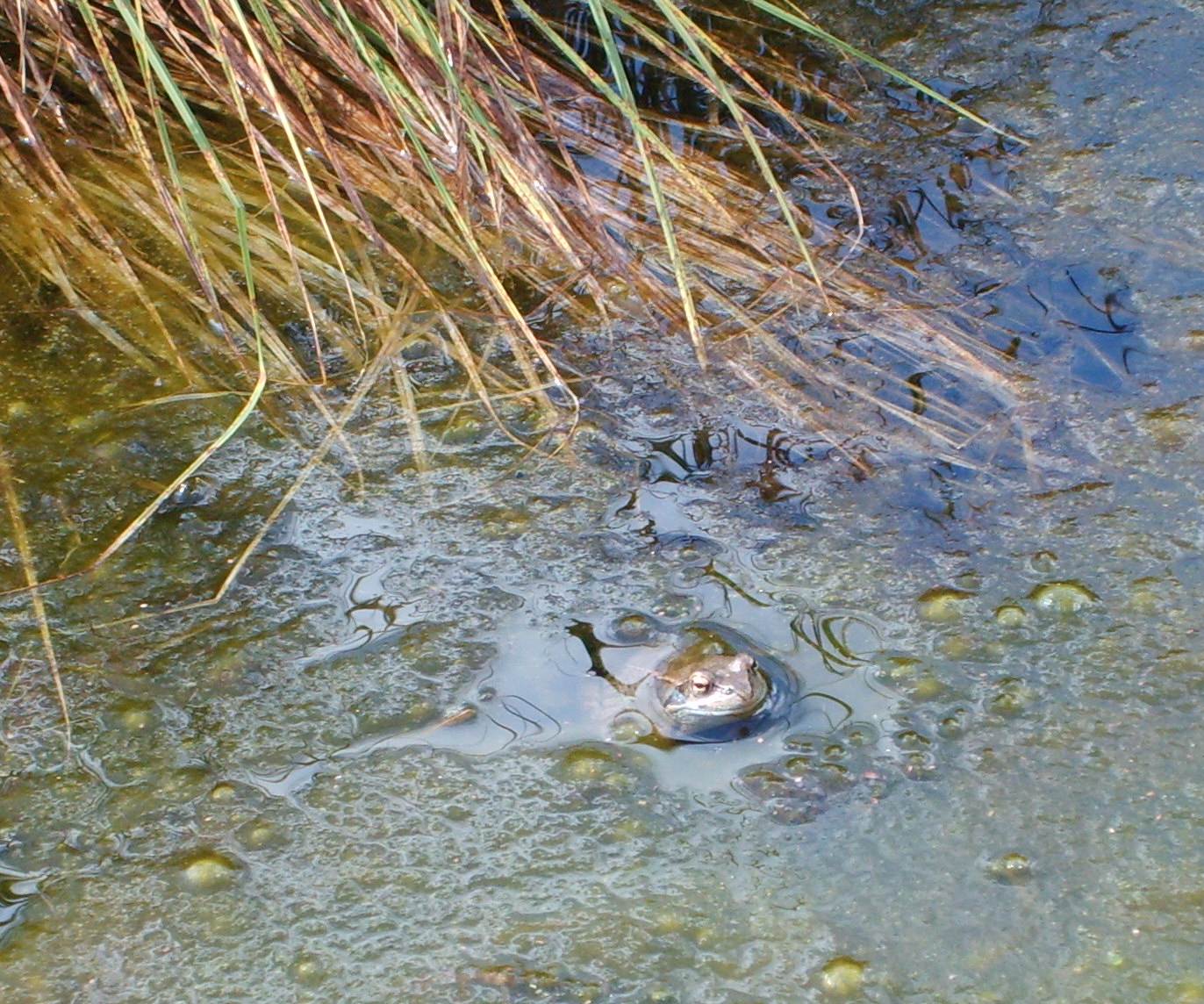 Rana temporaria